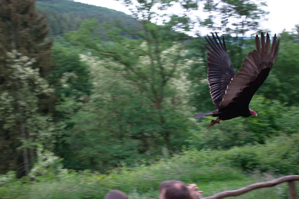 Greifvogelpark Saarburg