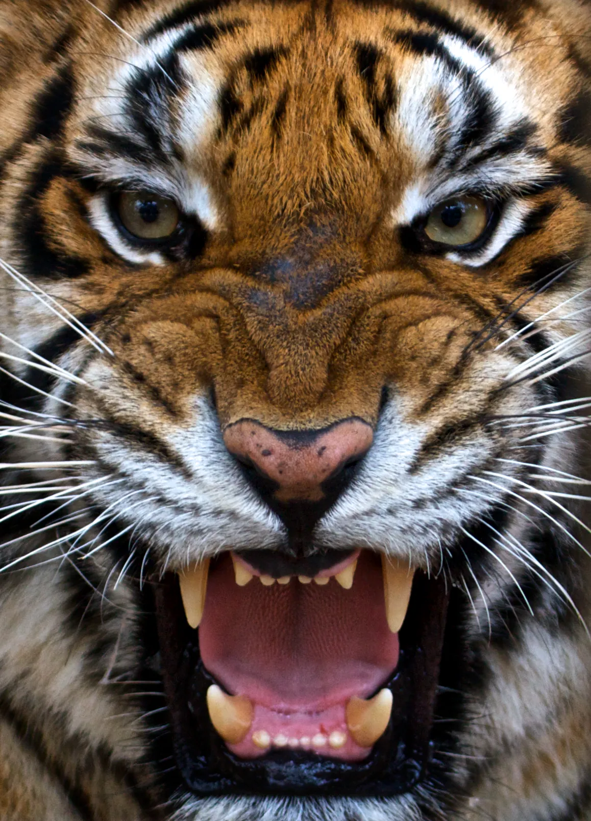 Castellar Zoo