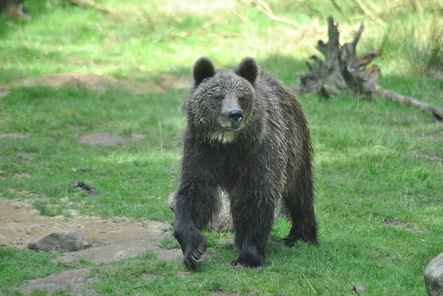 Wingster Waldzoo