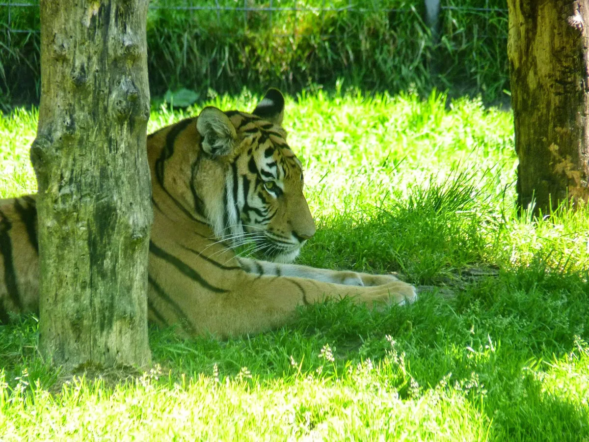 Tier- und Freizeitpark Thüle