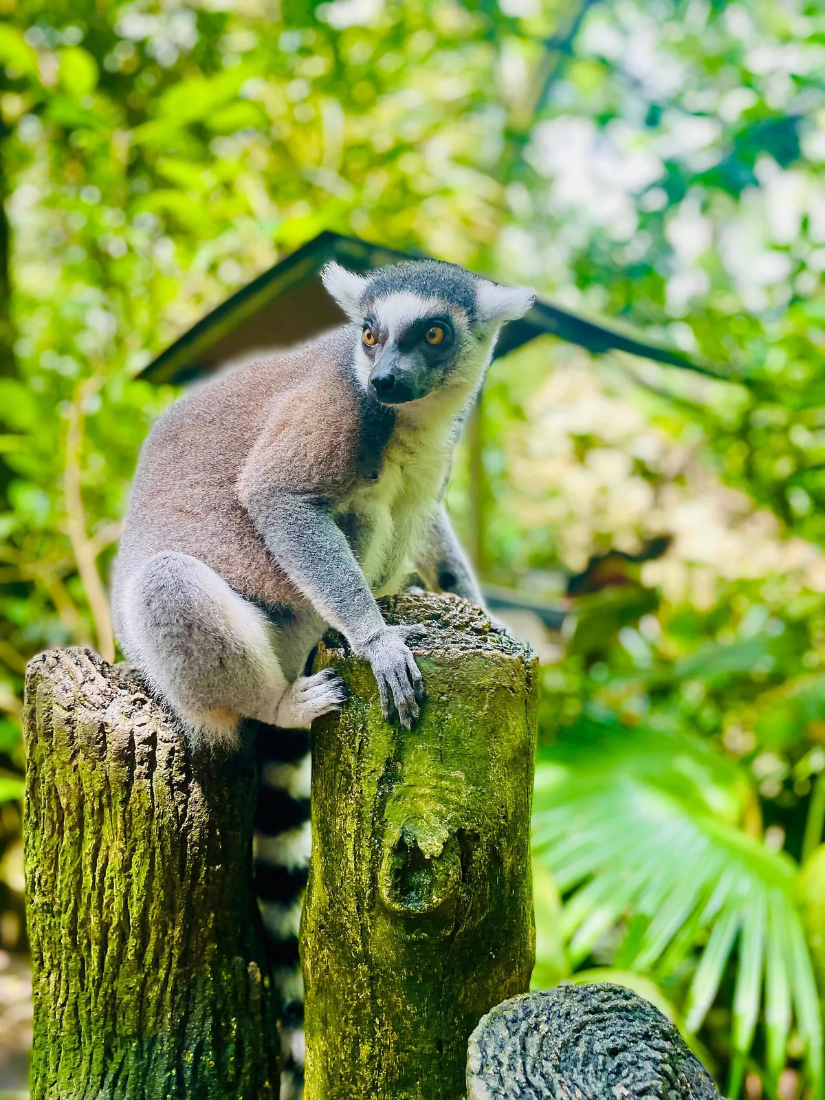 Singapore Zoo