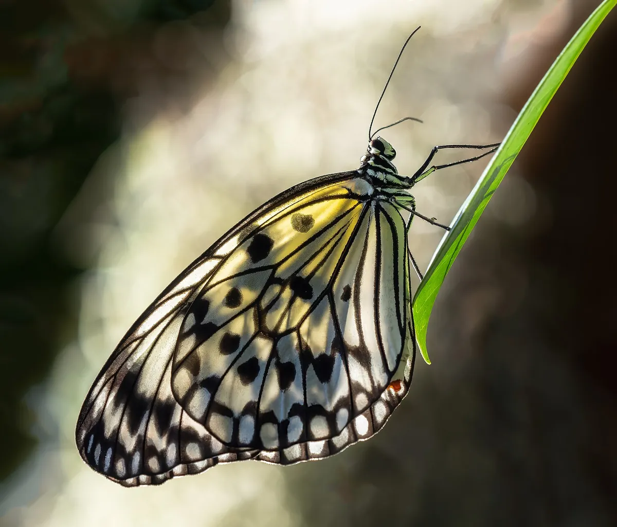 Butterfly World