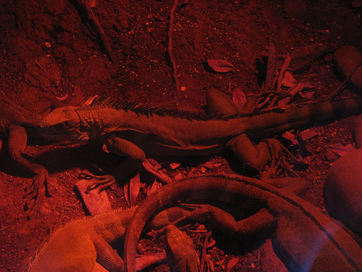 Guadeloupe zoo