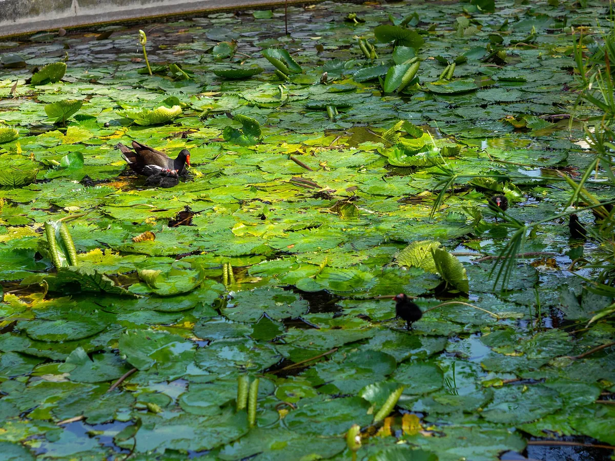 Parco Zoo Punta Verde
