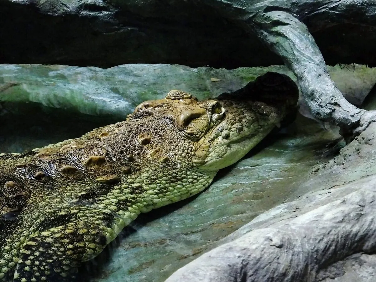Korea Central Zoo