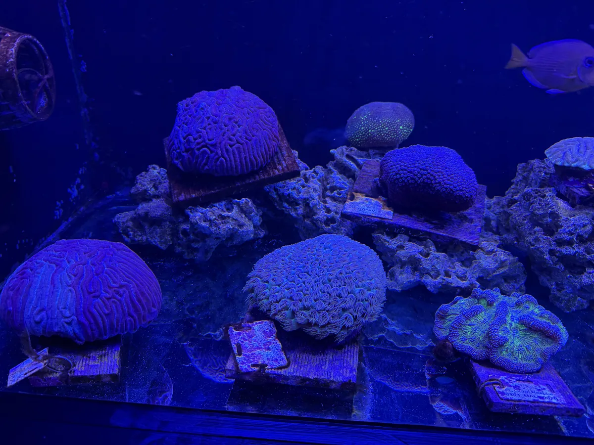 Adventure Aquarium