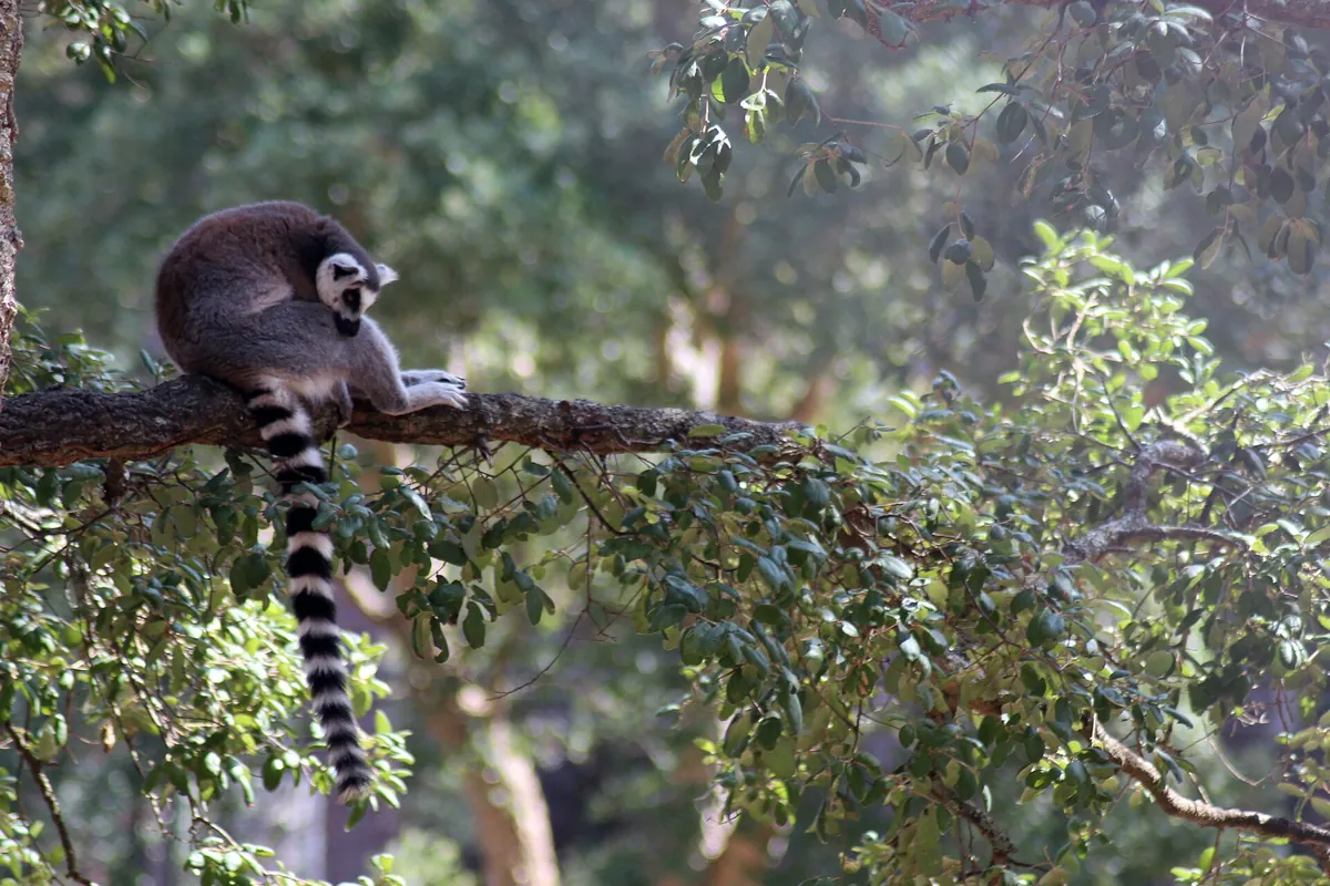 Labenne's zoo