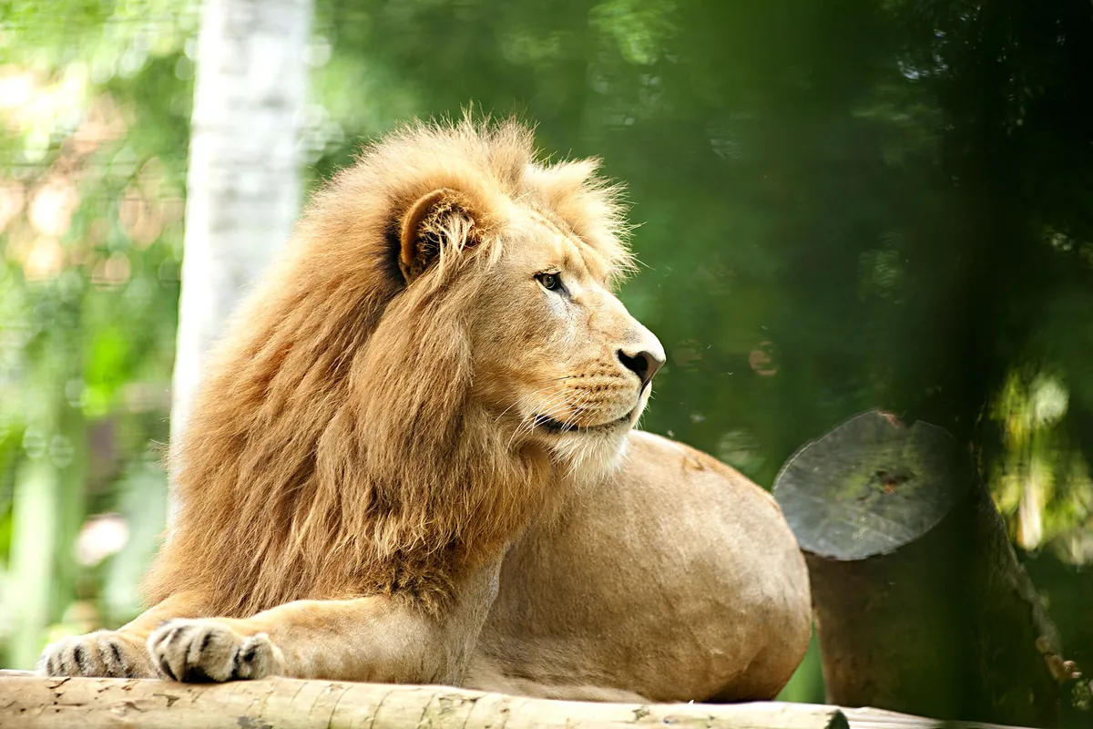 Zoo Pomerode