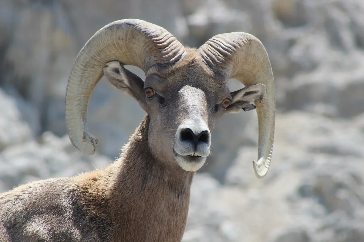 The Living Desert
