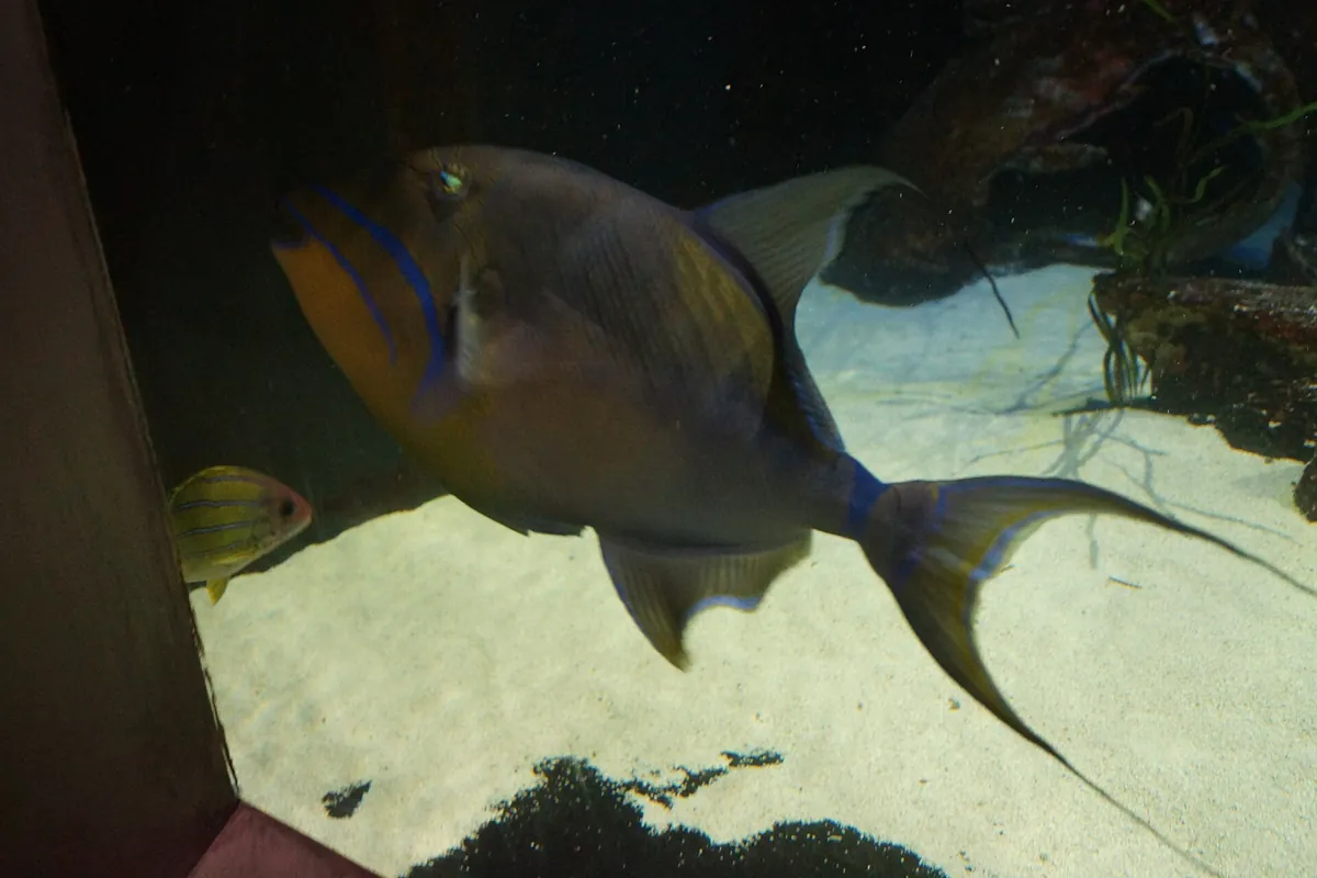 Great Lakes Aquarium
