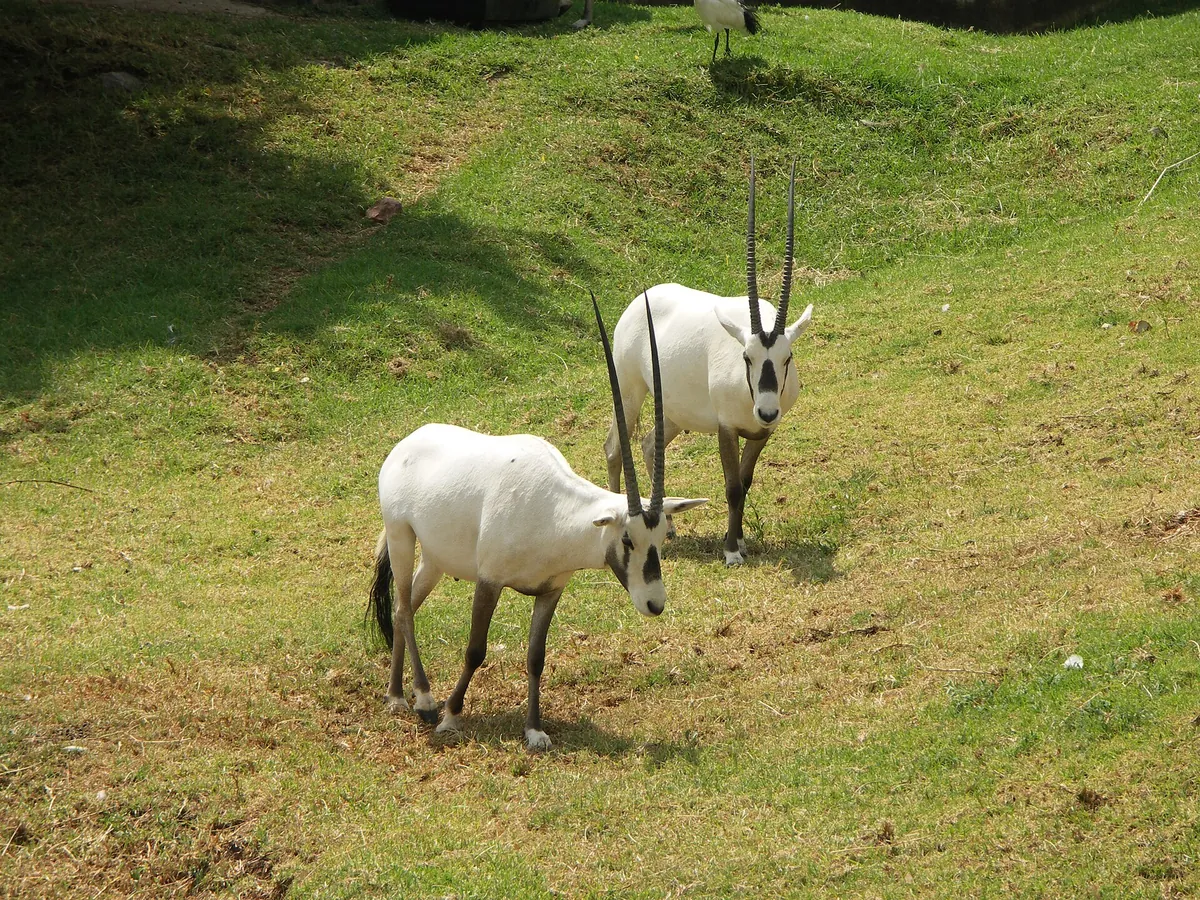 Johannesburg City Parks and Zoo
