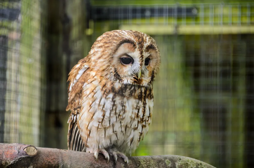 Hawk Conservancy Trust