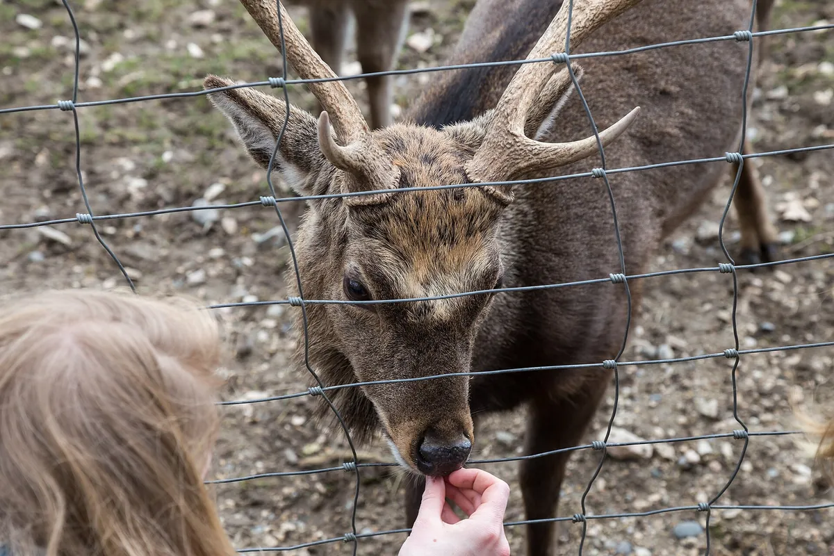 Wild- und Freizeitpark Allensbach
