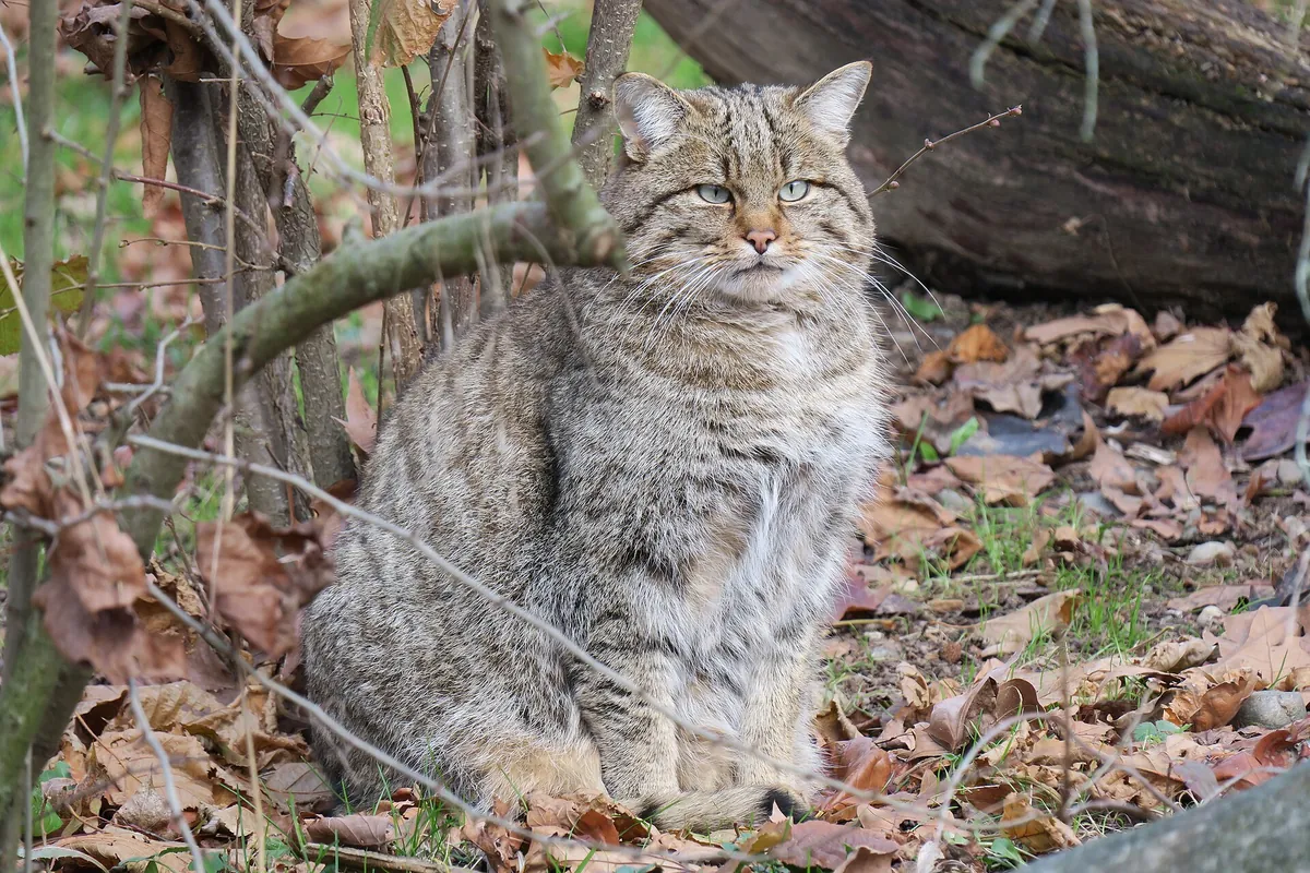 Tierpark Lange Erlen