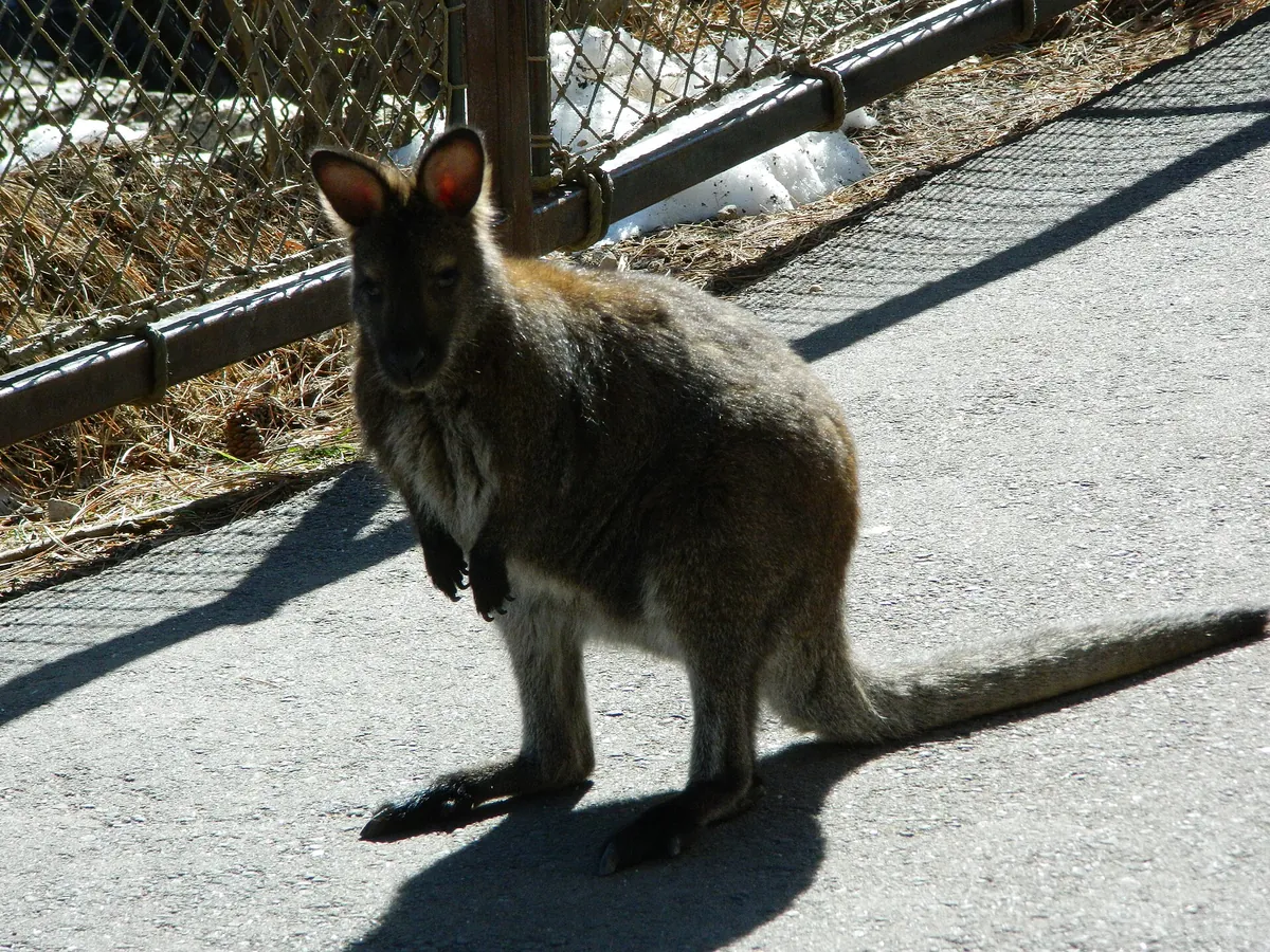 Cheyenne Mountain Zoological Park