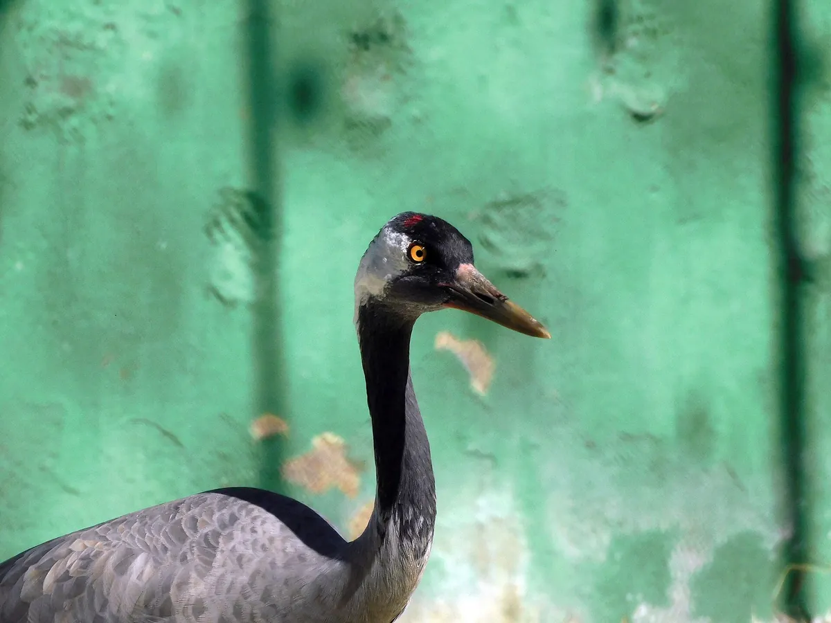 Sakkarbaug Zoological Garden