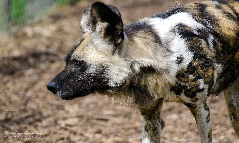 Africa Alive Zoological Reserve