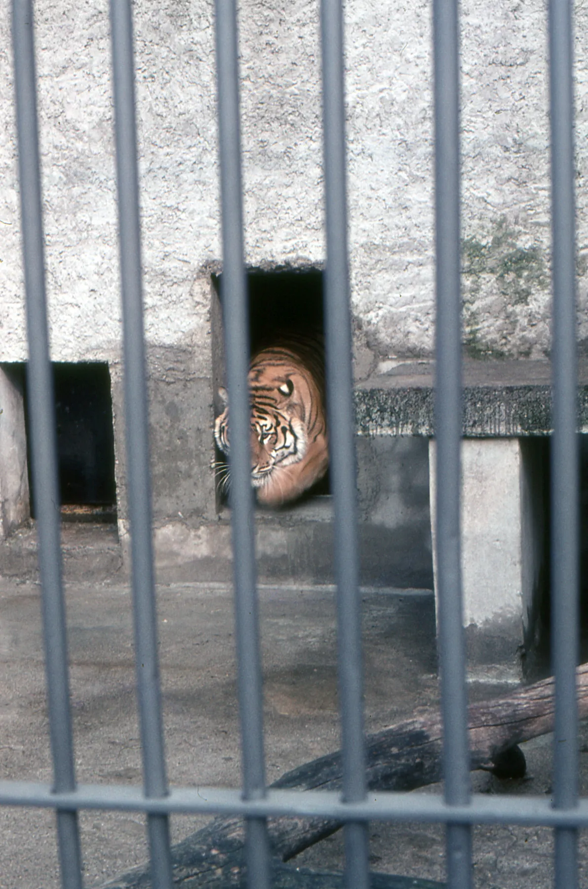Walter Zoo