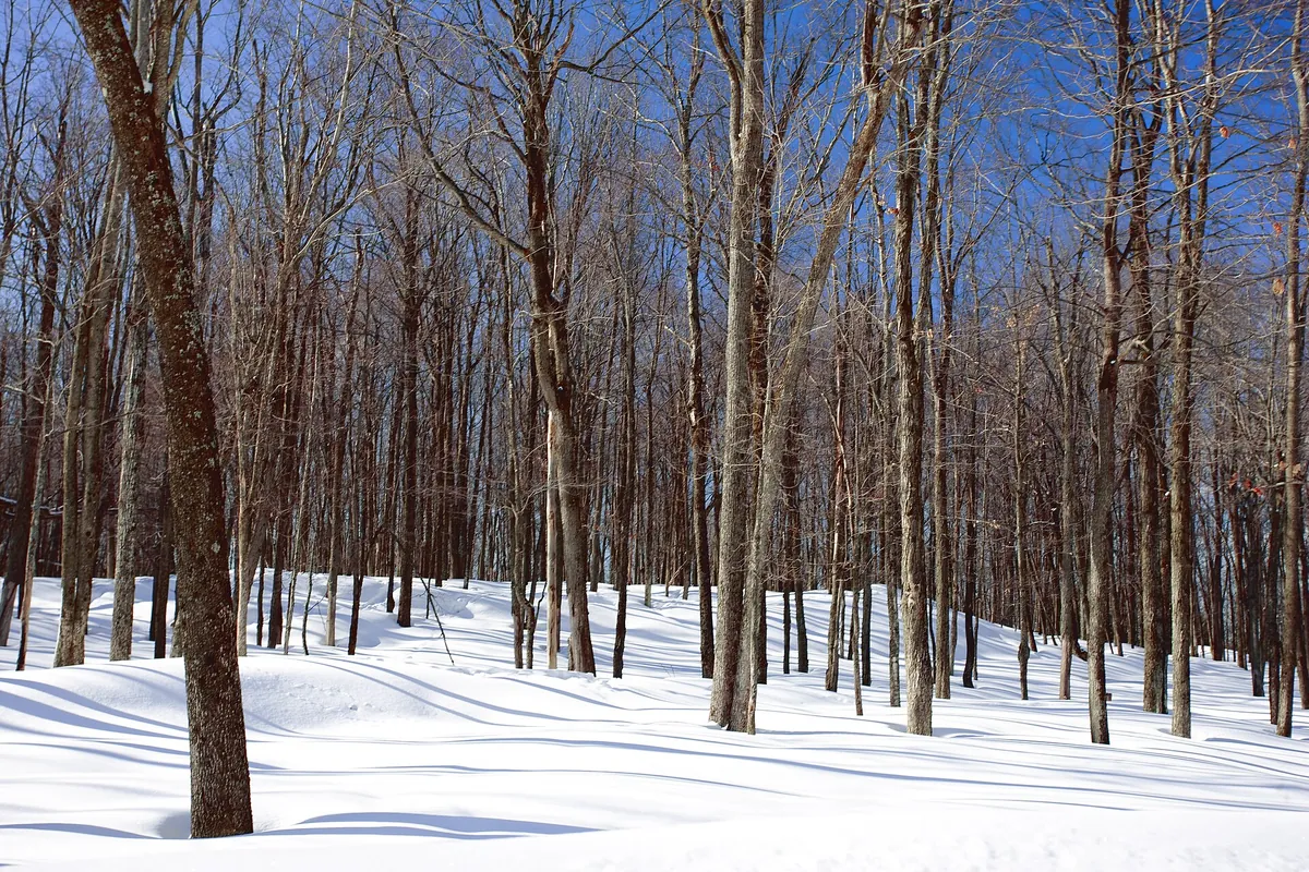 Parc Omega