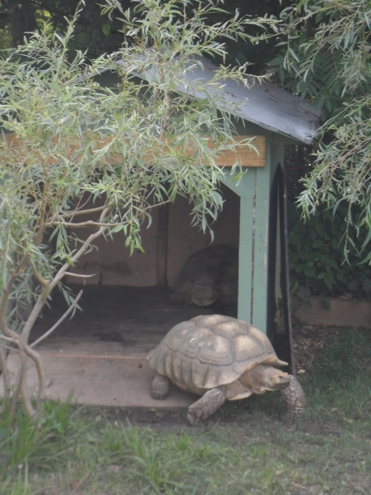 York's Wild Kingdom