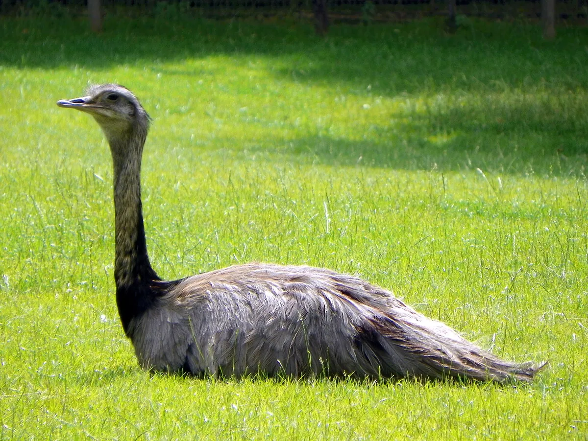 Golders Hill Park Zoo