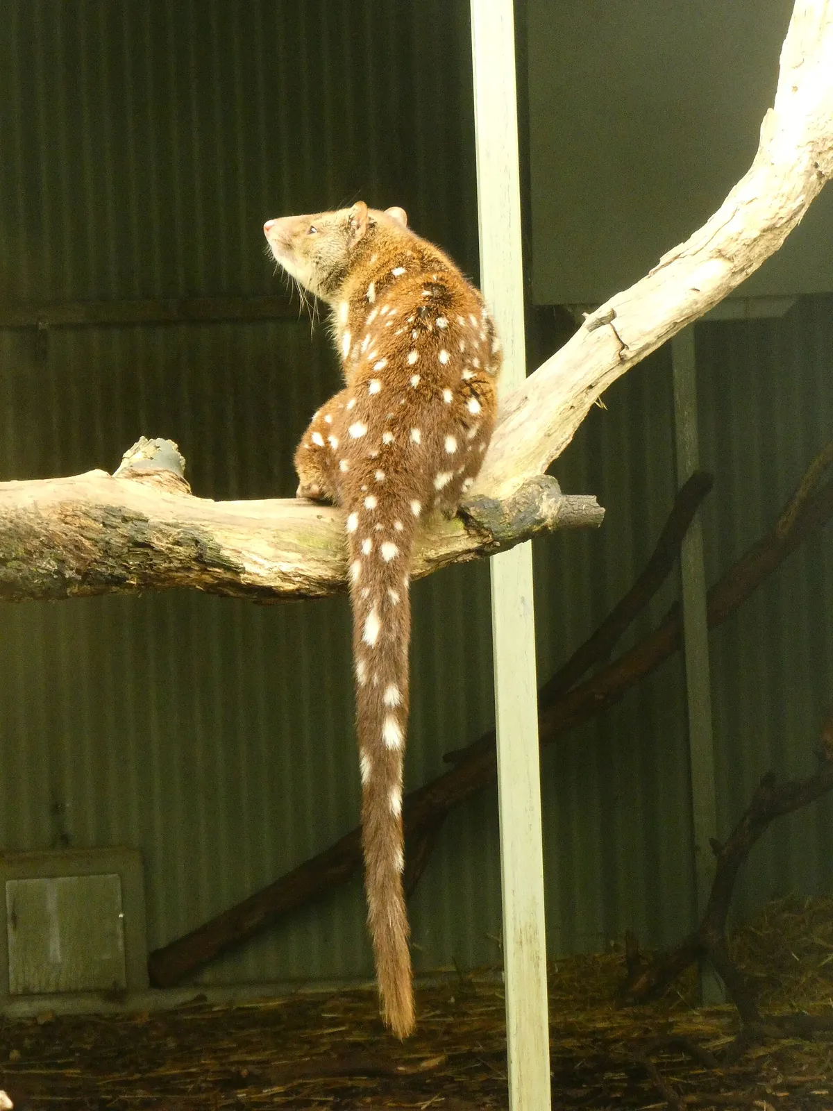Halls Gap Zoo