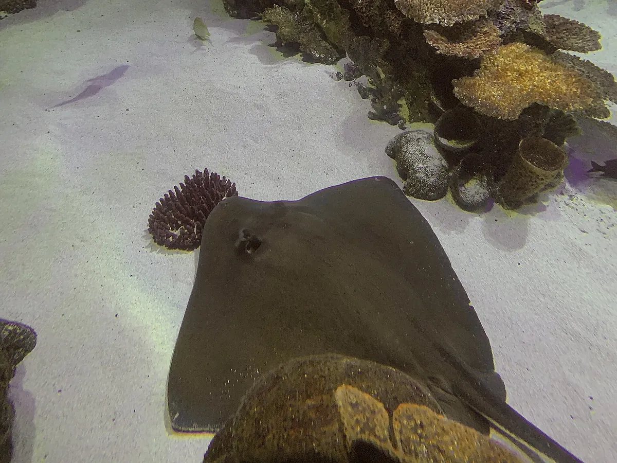 SEA LIFE Orlando Aquarium