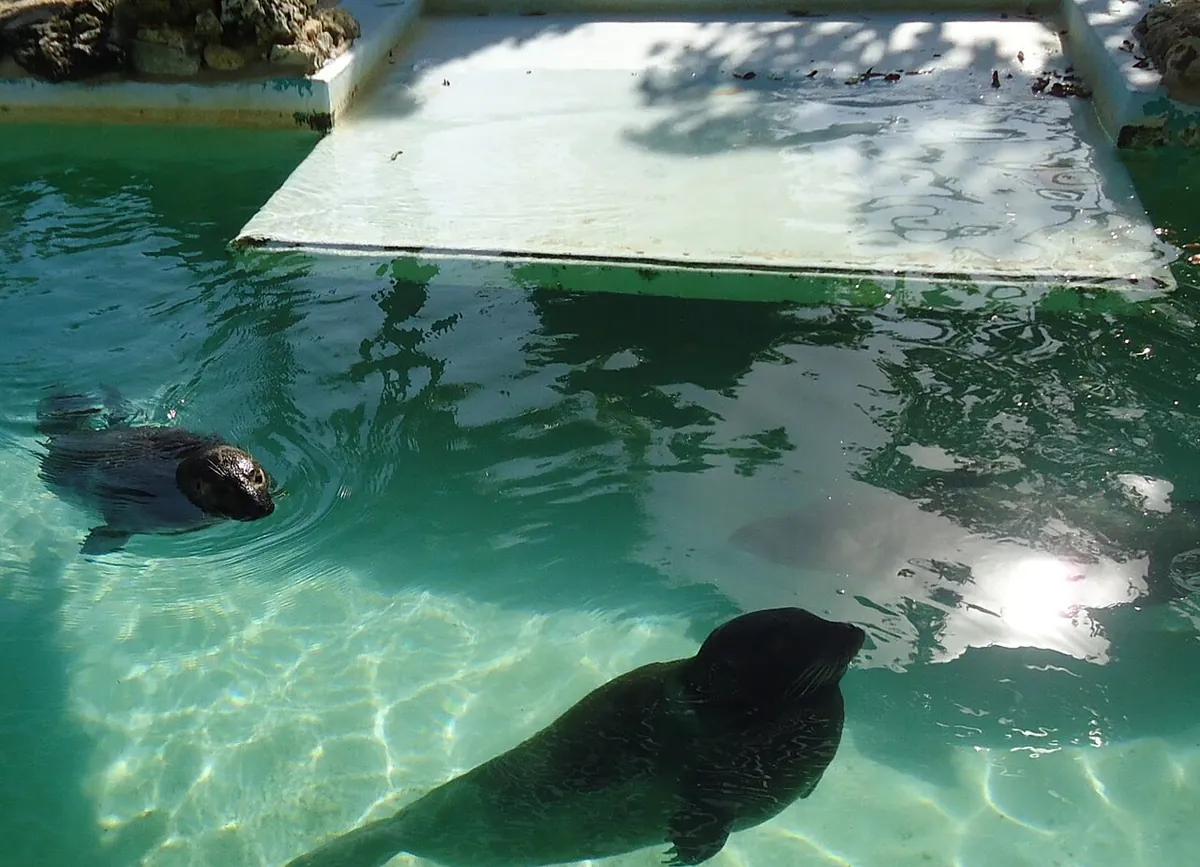 Bermuda Aquarium, Museum and Zoo
