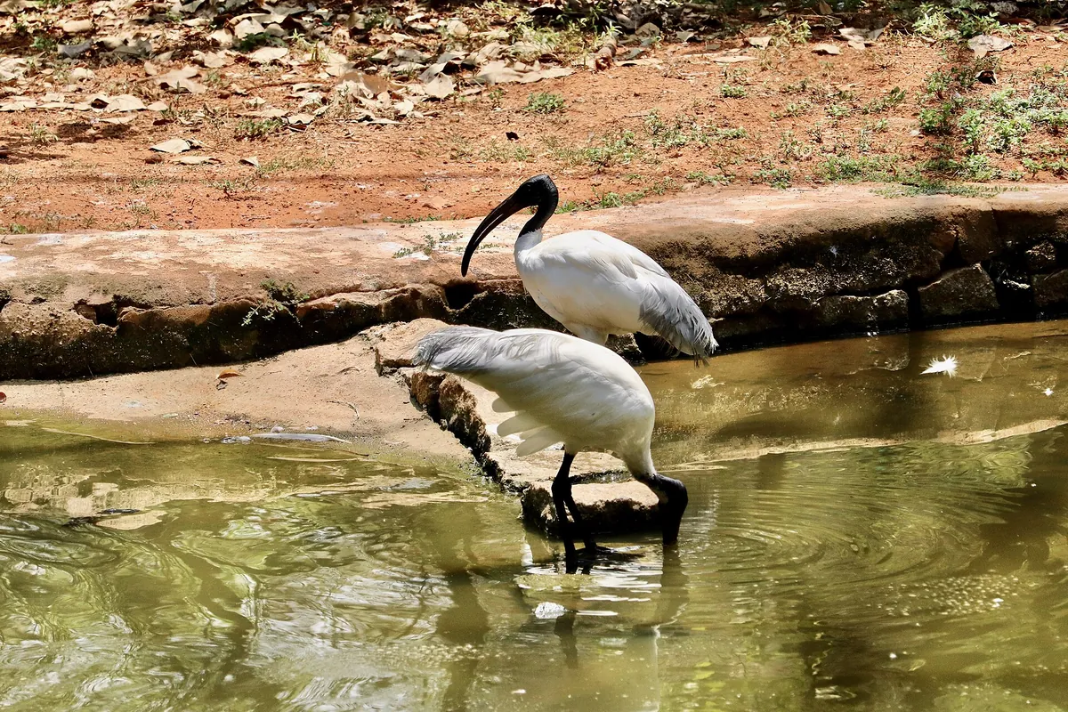 Sri Venkateswara Zoological Park