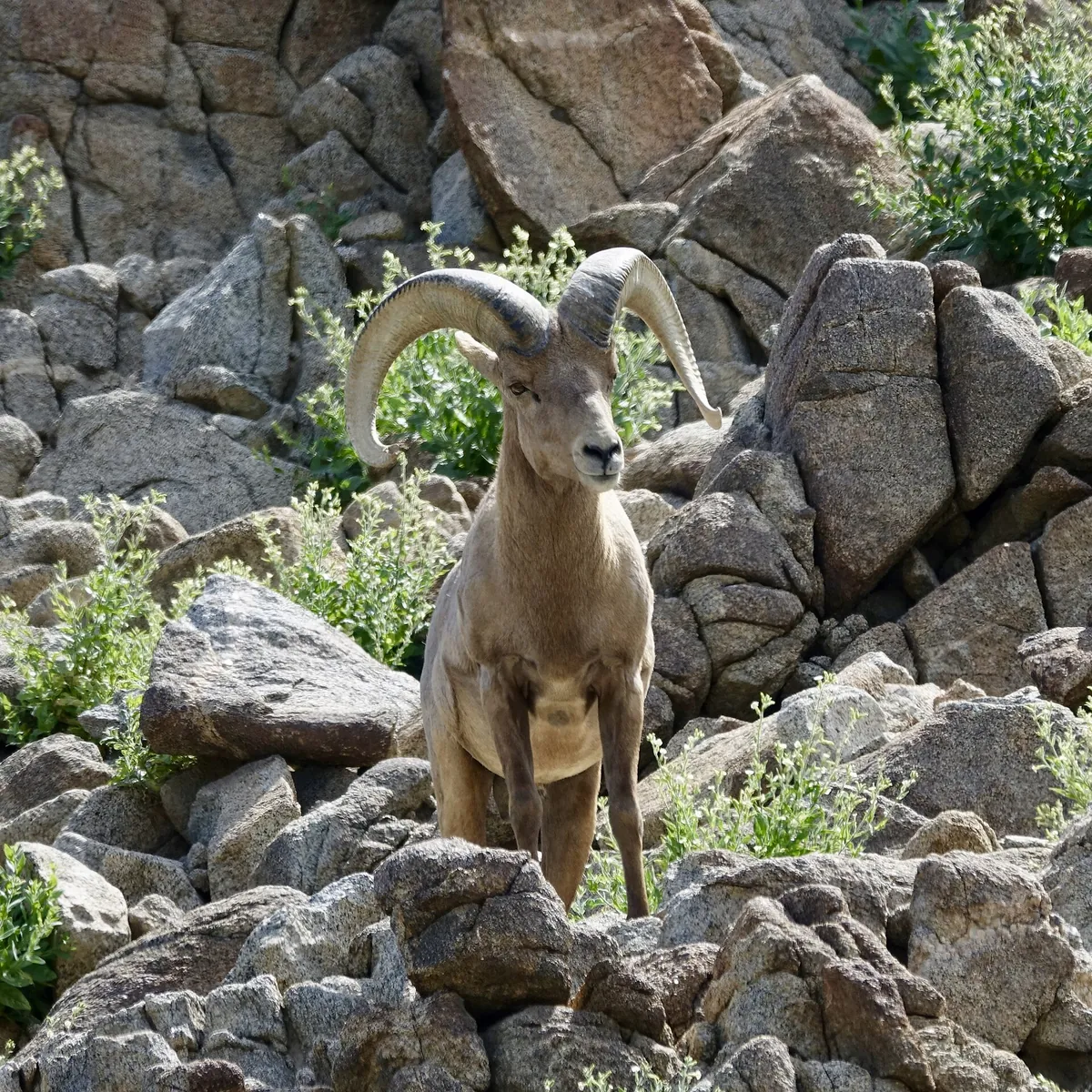 The Living Desert