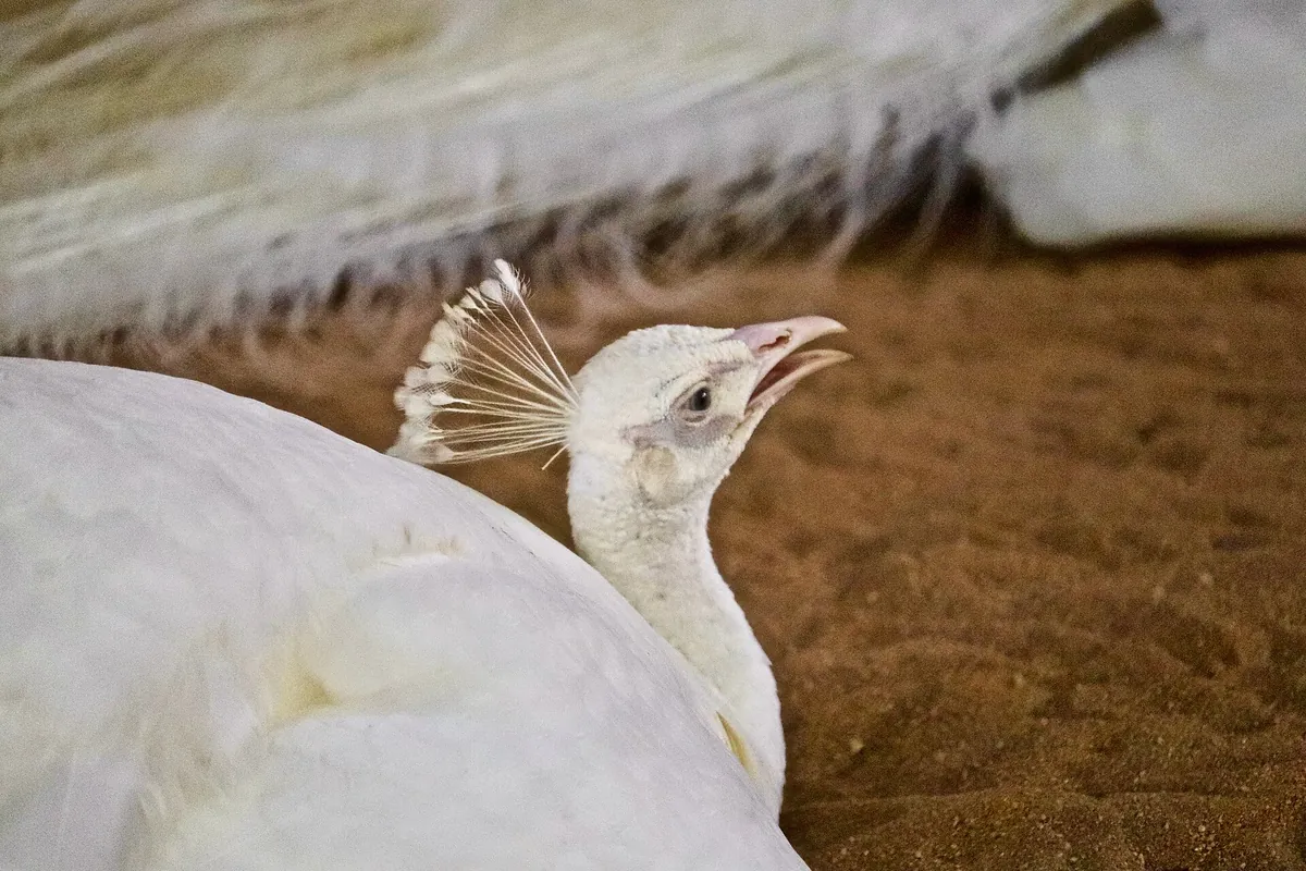 Sri Venkateswara Zoological Park