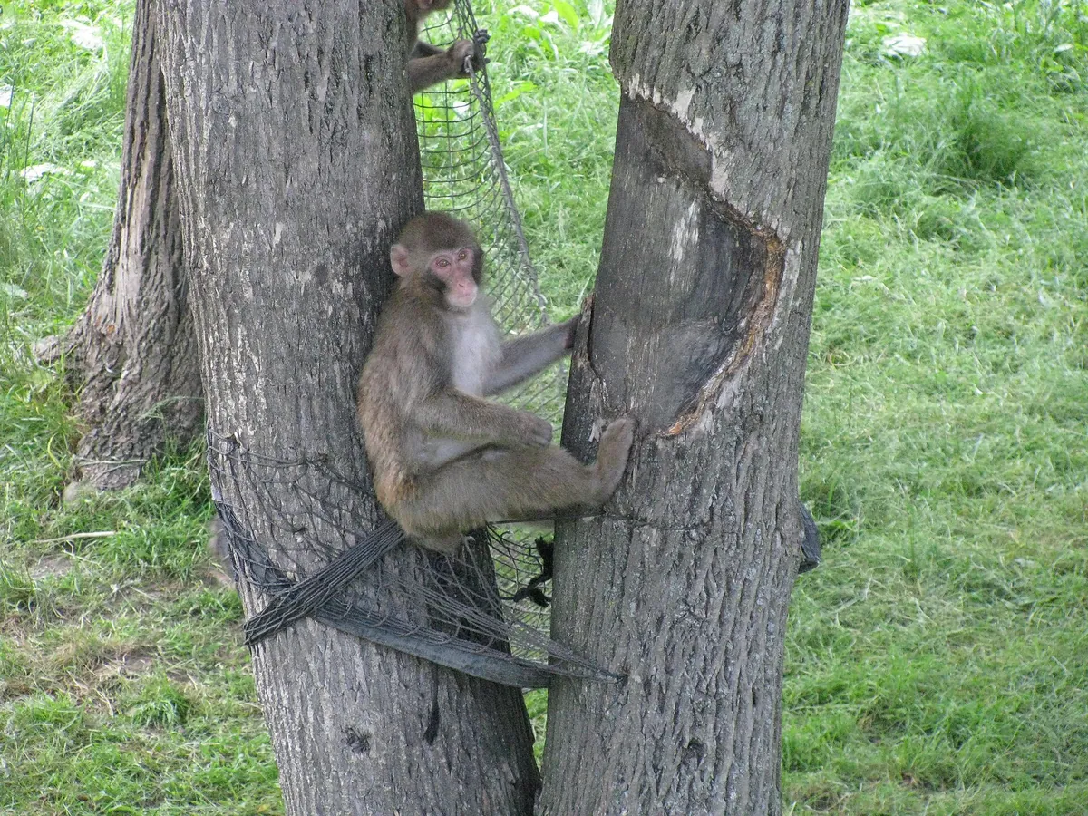 Parc Safari