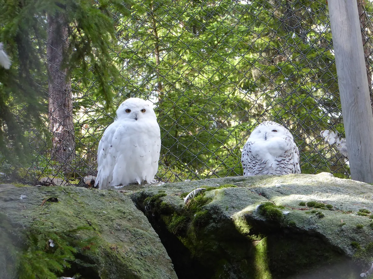 Järvzoo