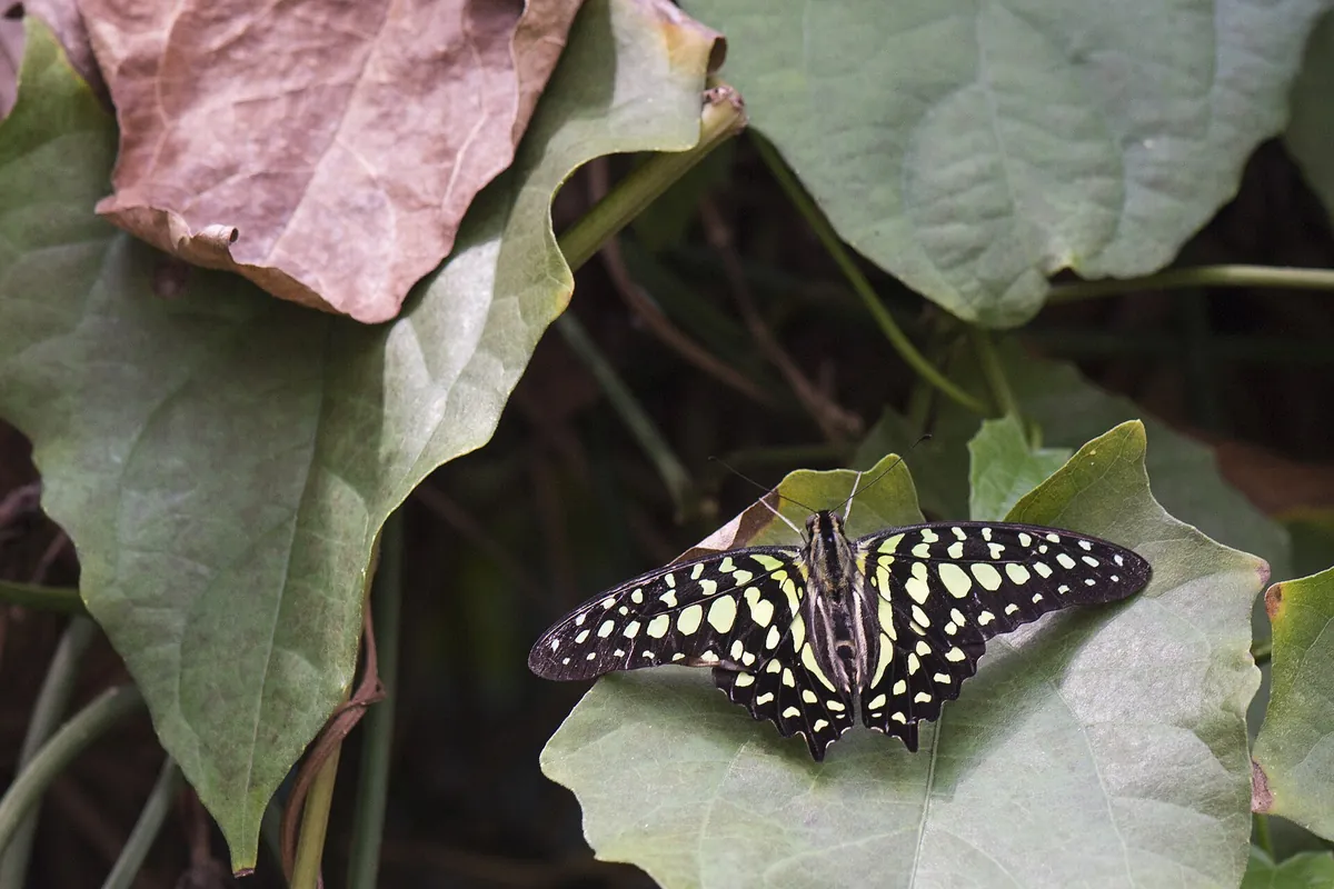 Butterfly Creek