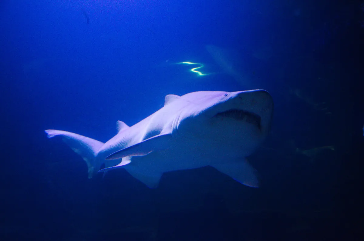 Deep Sea World
