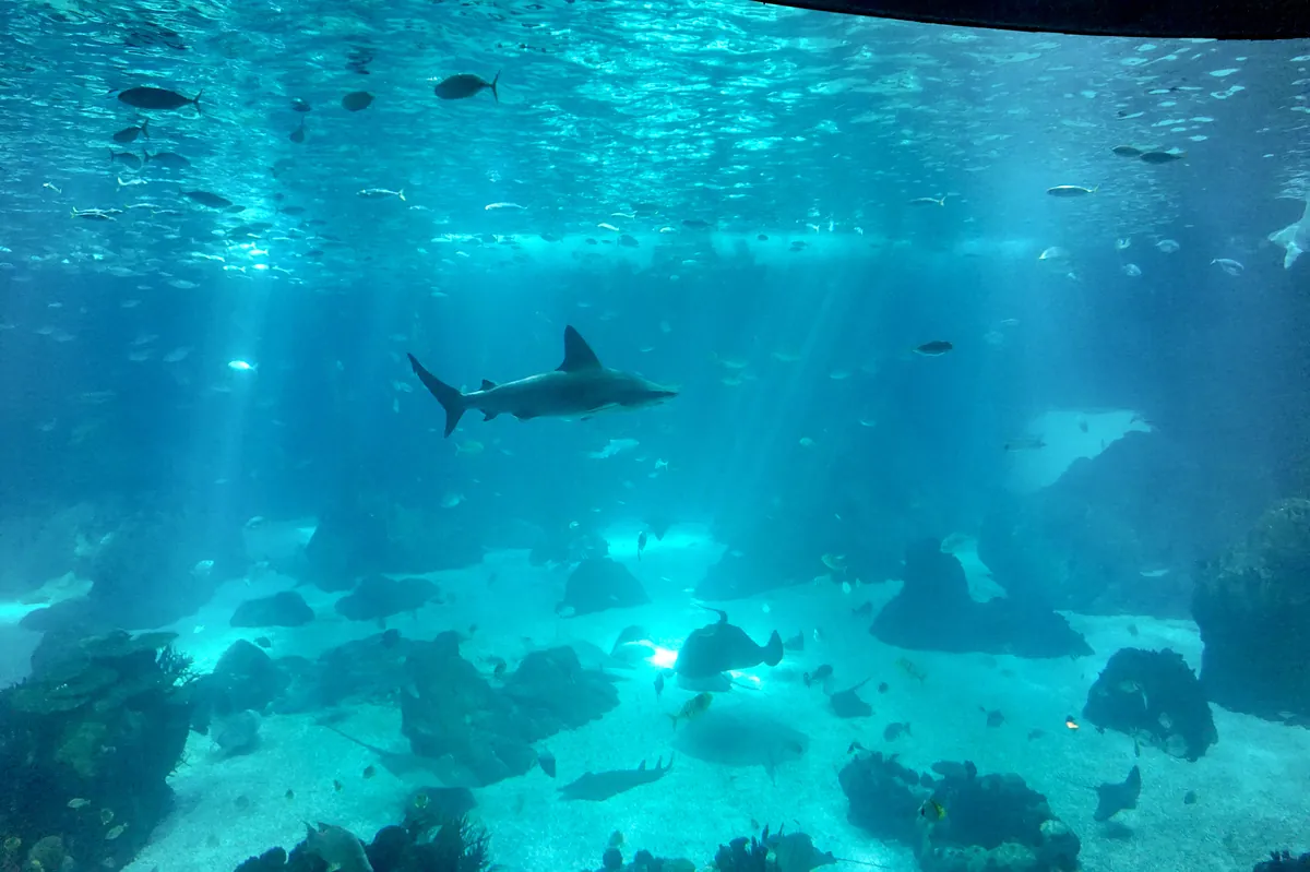 Oceanário de Lisboa