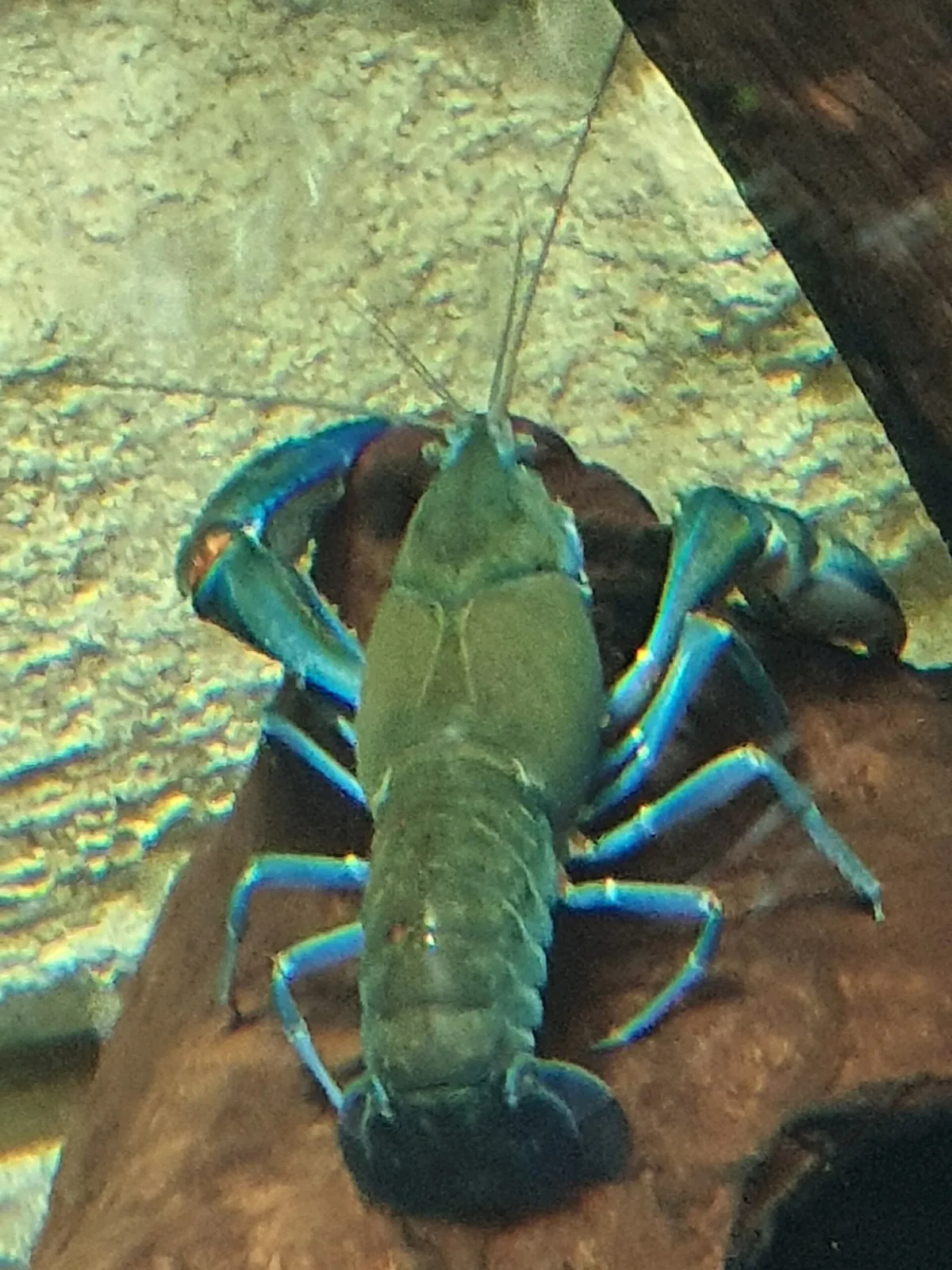 Sydney Zoo