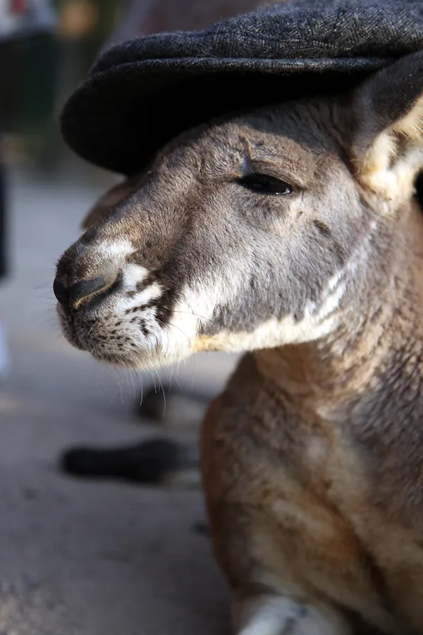 Akiyoshidai Safari Land