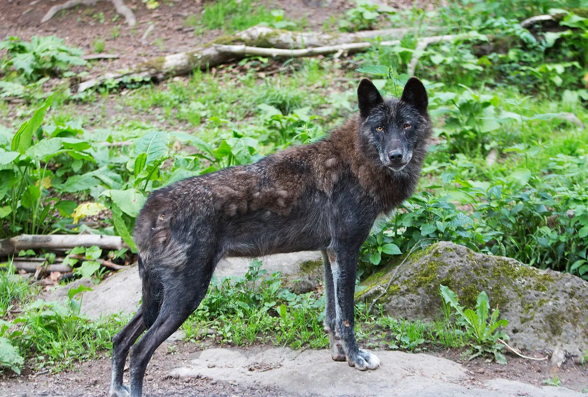 Adler- und Wolfspark Kasselburg