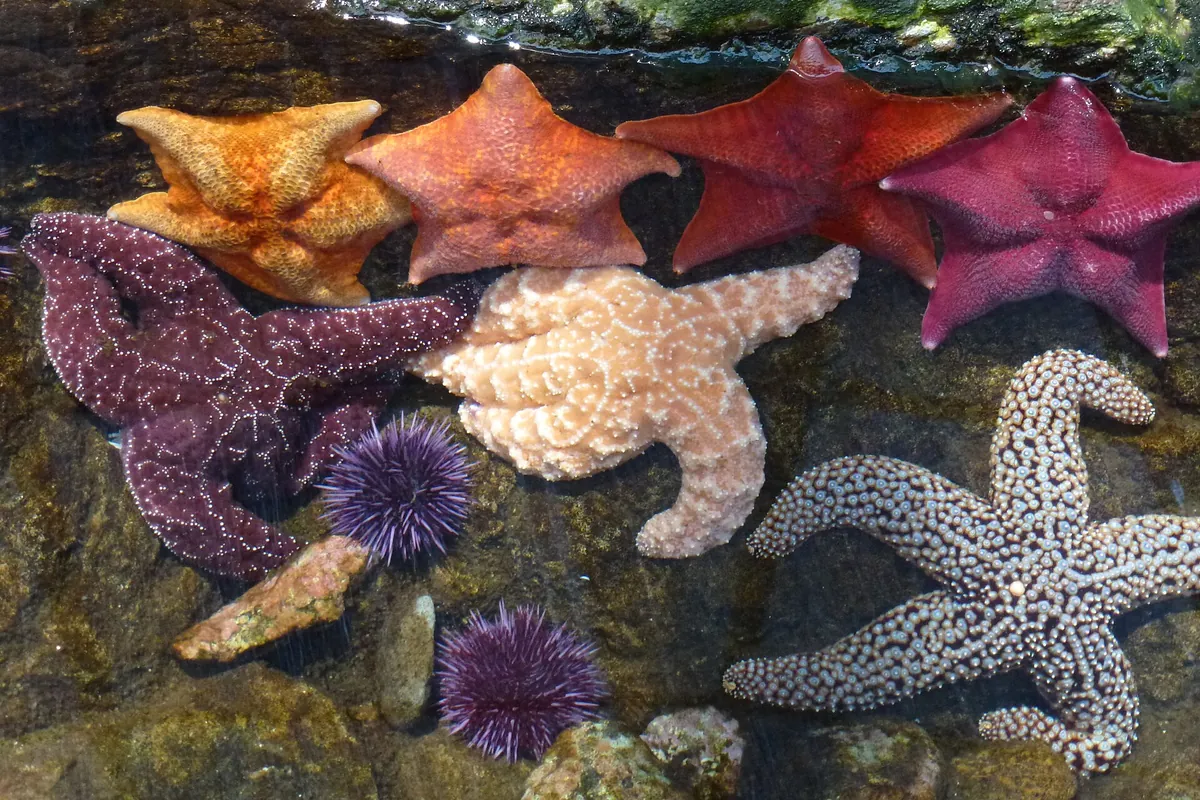 Cabrillo Marine Aquarium