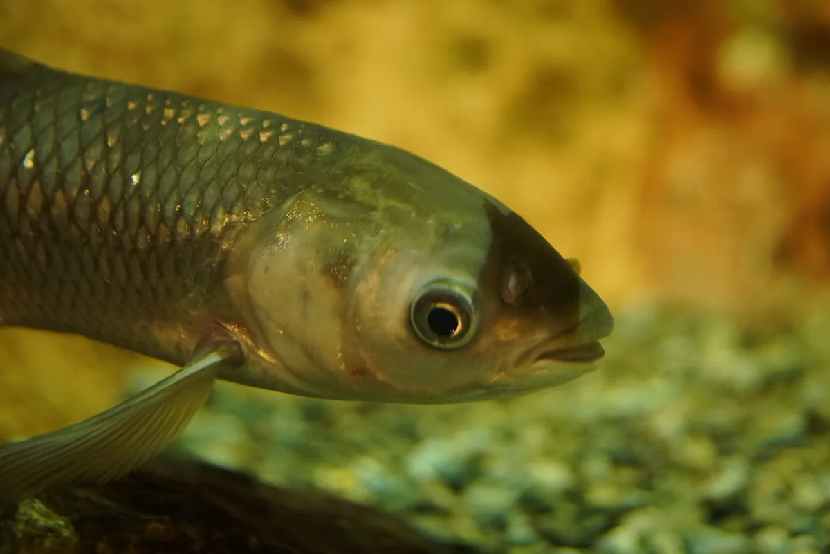 North Carolina Aquarium at Pine Knoll Shores