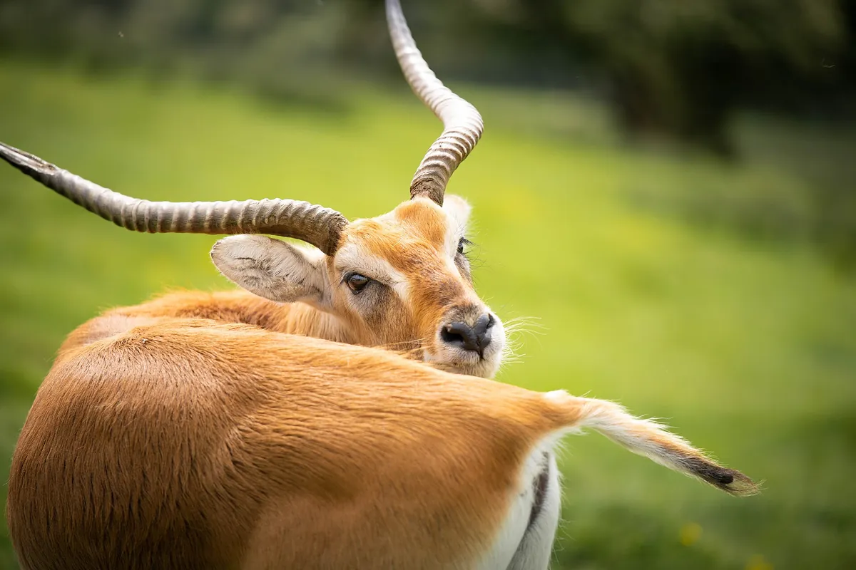 Port Lympne Wild Animal Park