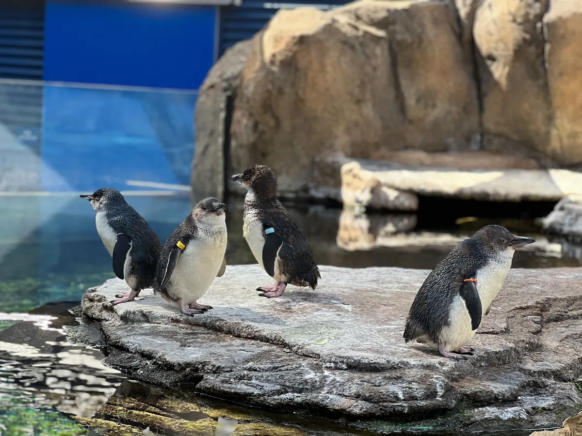 Birch Aquarium at Scripps