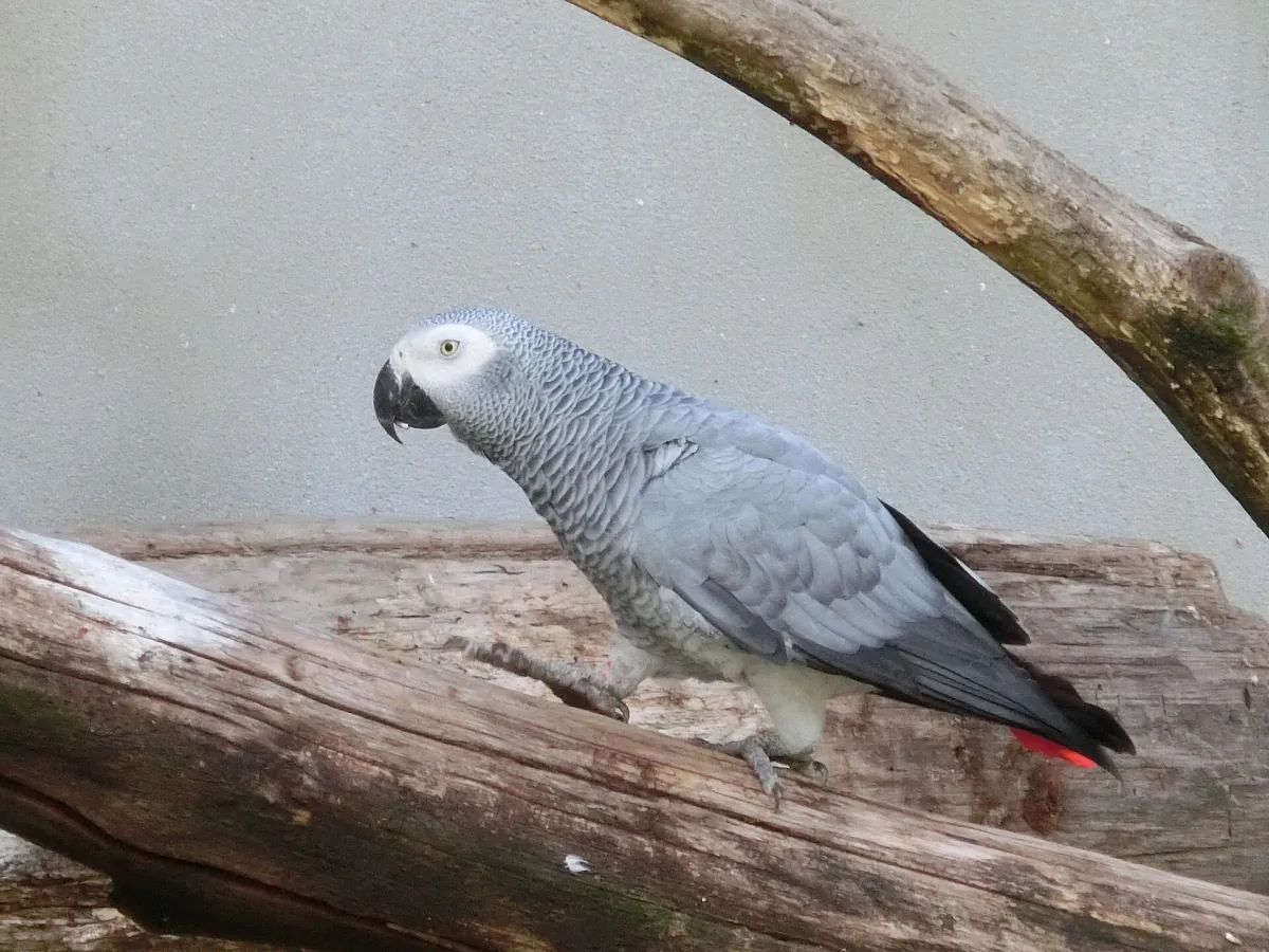 Safari de Peaugres