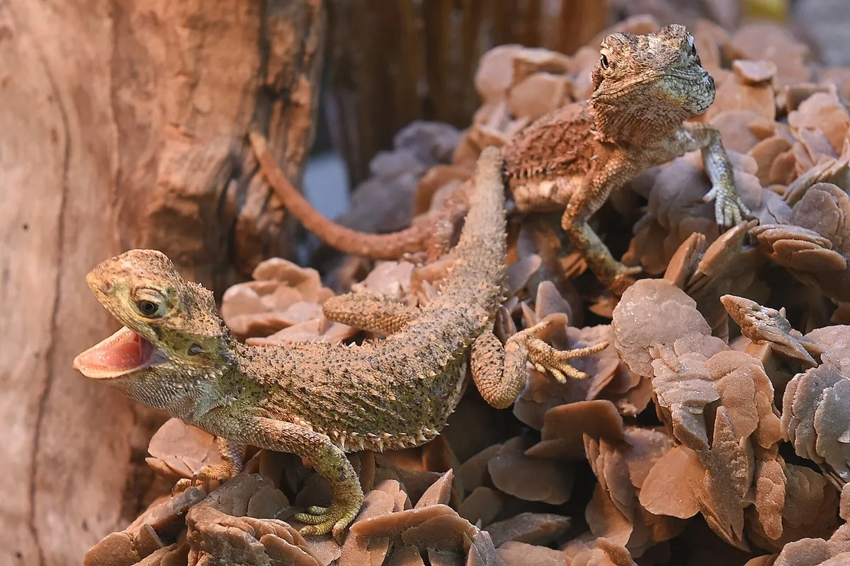 TerraZoo Rheinberg