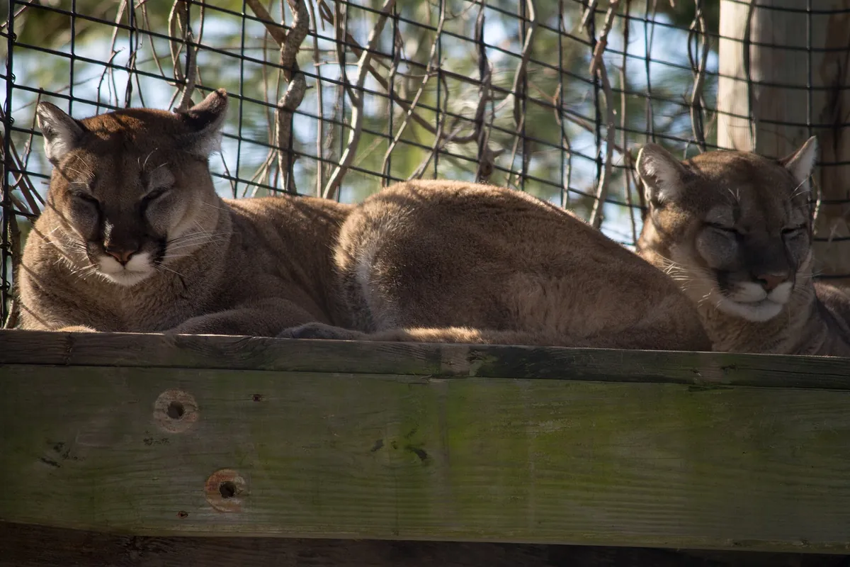 Buttonwood Park Zoo