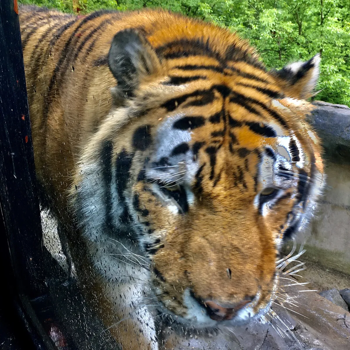 Rosamond Gifford Zoo at Burnet Park