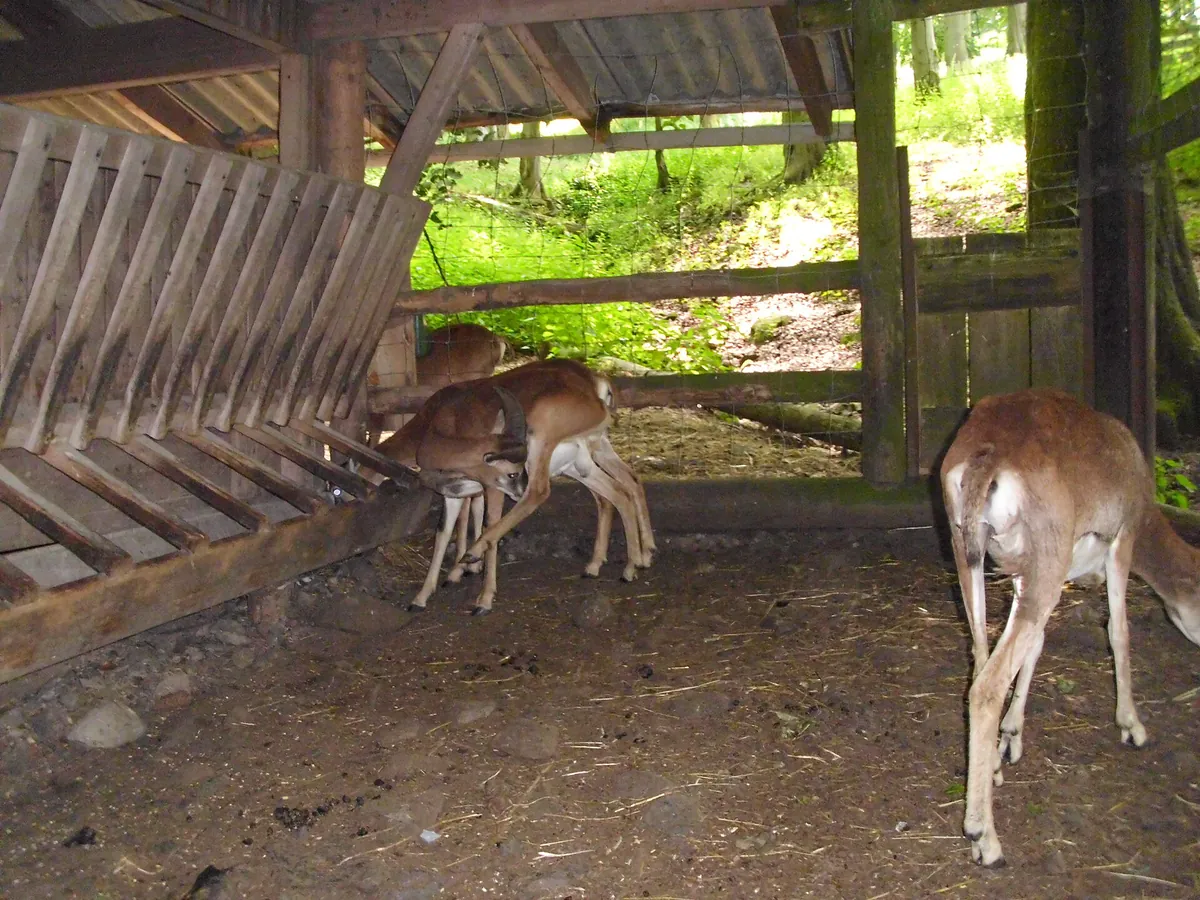 Wildpark Gersfeld