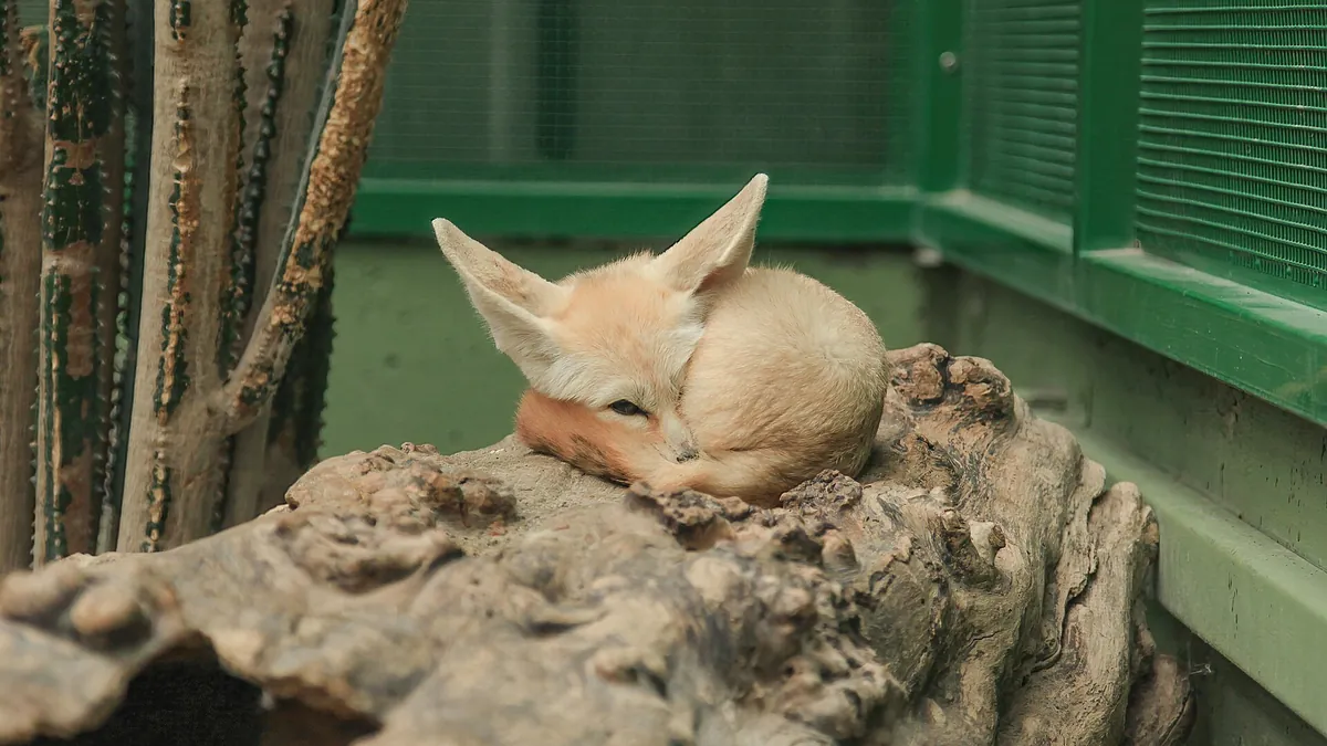 Toni's Zoo