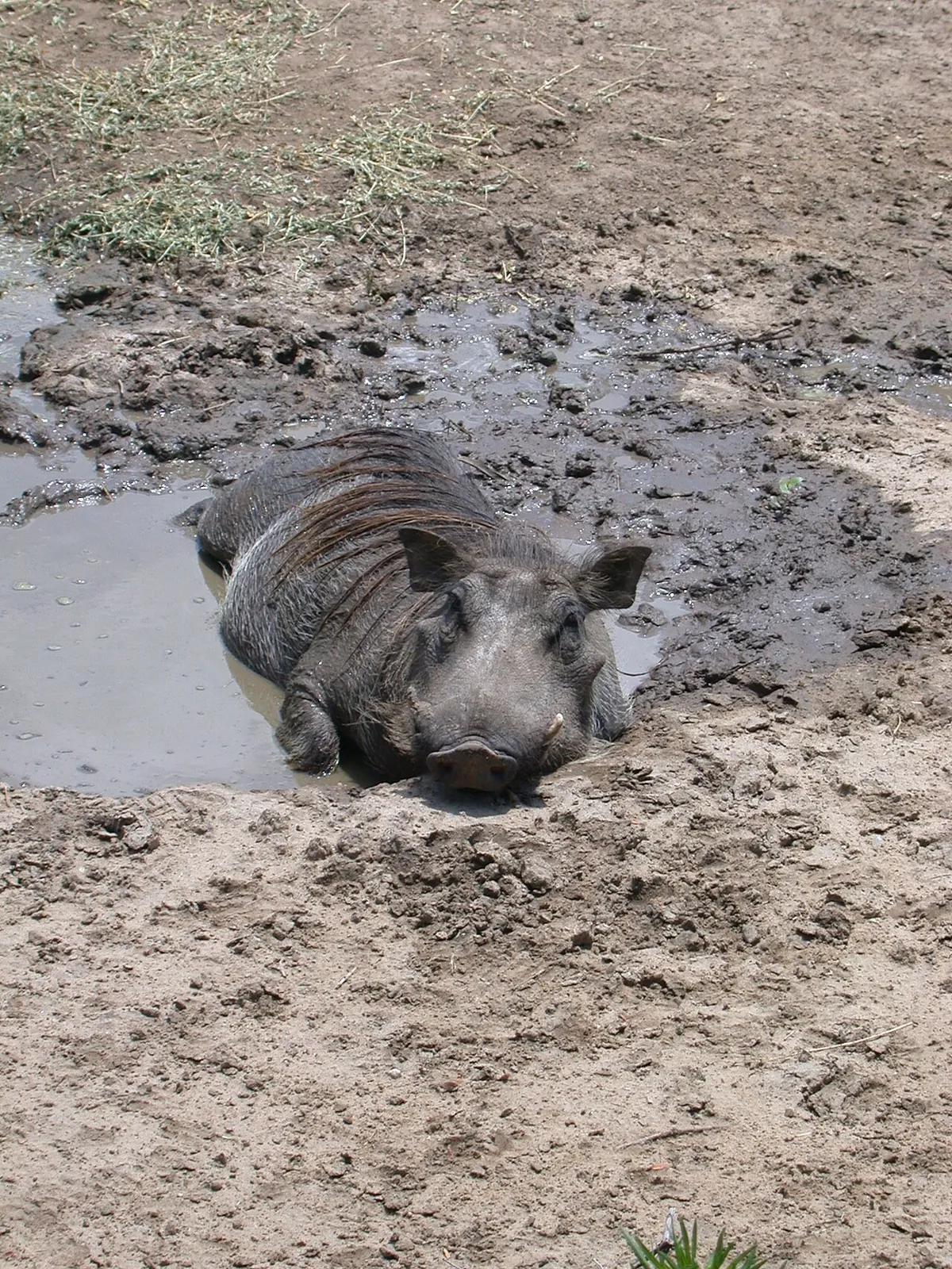 Sedgwick County Zoo